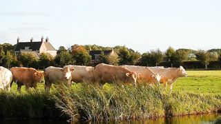 Cattle cows animal