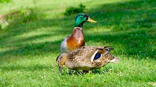 Duck bird grass