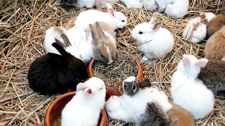 Rabbit farm farm animals
