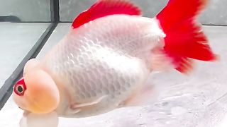 ikan kacamata ????