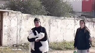 Gaza Cats