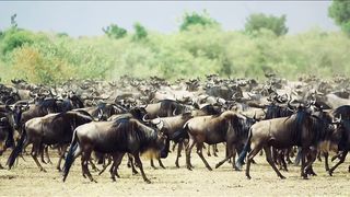 Migration africa animal