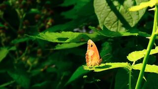 Butterfly gatekeeper insect