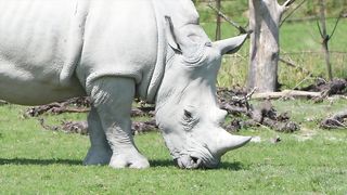 Rhino pachyderm horn
