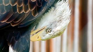 Eagle bald eagle bird