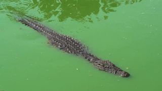 Crocodile alligator reptile