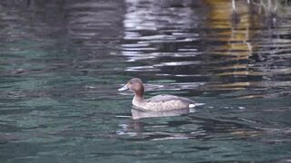 Bird duck lake