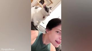 102% Funny Cat Videos