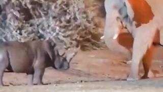 Rhino&Elephant