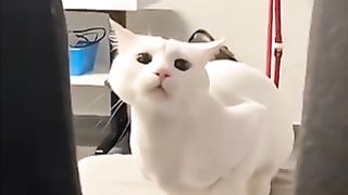 funny cat compilation