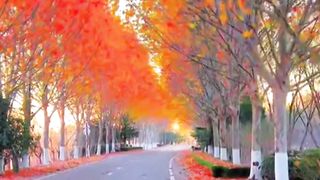 Beautlfull video Qurani verses shorts Video share plz subscribe and watch my video  pageforyou_ trending video 100 #unfrezzmyaccount #pageforyou_