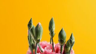 Pink flower buds