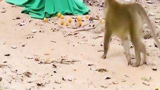 Prank monkey with fake Tiger haha