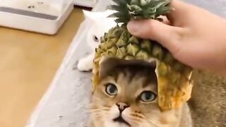 Funny cats