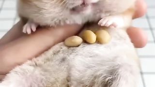 Watch end