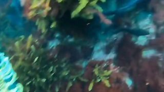 Bulu babi makanan ikan ????????