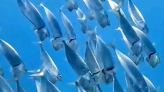 SEA FISH