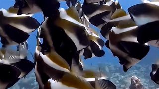 SEA FISH