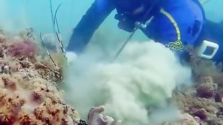 Menangkap lobster dasar laut ????