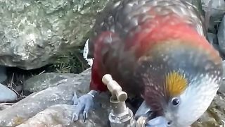 Kaka getting himself a drink #viral #viralvideo #viralshorts #youtubeshorts #birds #edit.