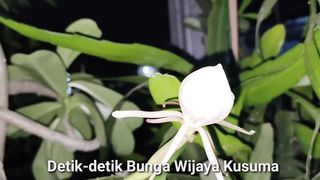 The moment the Wijaya Kusuma flower blooms