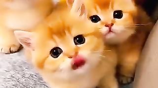 Cute Kitten