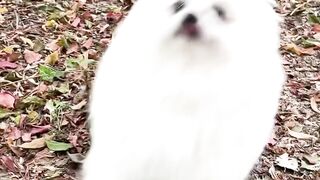 Nico_thepomeranian