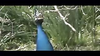 BEAUTIFUL PEACOCKS