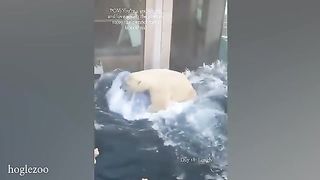 Funny animals compilation