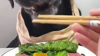 Dog Eating the food...