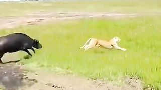 Wild fighter wild animals