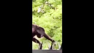 offensive memes that if ylyl