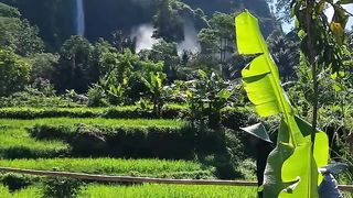 pesawahan yg masih asri dengan pemandangan curug In frame