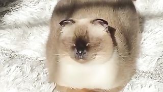 Cat opening its eyes in the shadows
