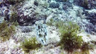 Small Friendly Cuttlefish.