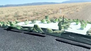 Wild Budgies