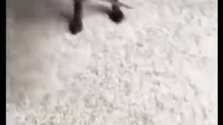 Dogs and Monkeys war