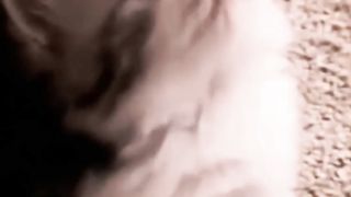 New Funny cat videos
