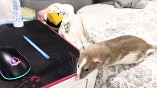 Little thief.