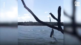 Мужчина Глазам не Поверил, Когда Увидел, Что Случилось с Цаплей