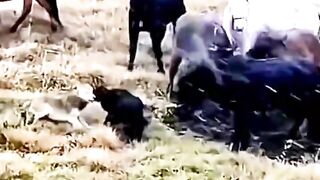 The horses saved the calf from the wolf.