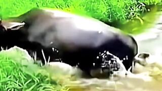 The bull kicked the dog mercilessly, the dog was injured.