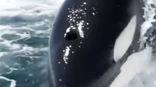 killer whale
