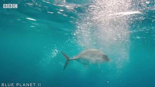 Bird vs Fish | Blue Planet II