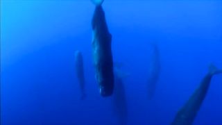 A group of sleeping sperm whales, frozen in place, as if they were in a state of suspended animation.
