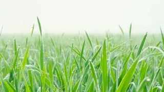 Winter Crops View | Beautiful Rural Life Nature | Febspot Video