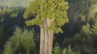 Where is the tallest tree on earth? The tallest tree in the world: the Hyperion