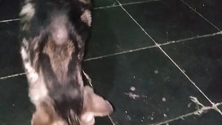 Cat meowing