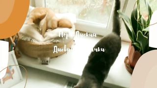 Лисичка фенек ест голубику