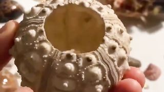 The skeleton of a sea urchin.